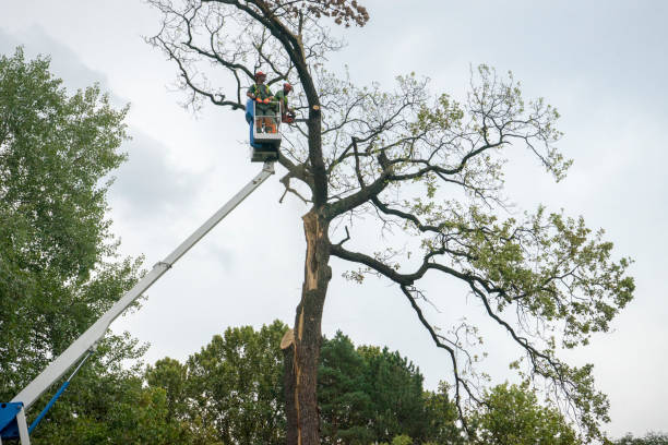 Why Choose Our Tree Removal Services in Lanett, AL?